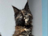 Chatons Maine Coon LOOF disponibles à l’achat