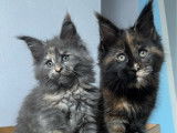 Chatons Maine Coon LOOF disponibles à l’achat