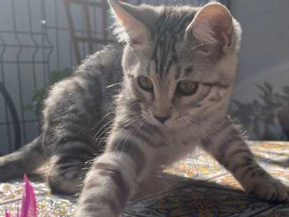 Chatons nés chez nous à 4 mois