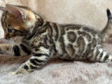 Chaton mâle - Brown tabby spotted à réserver