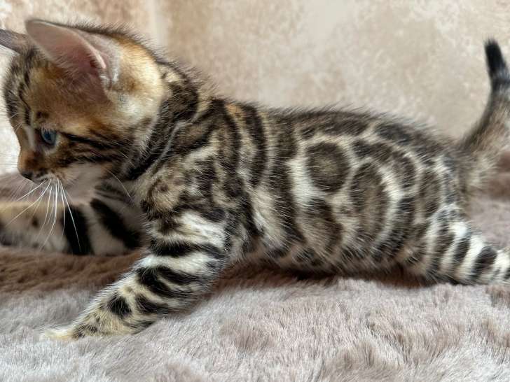 Chaton mâle - Brown tabby spotted à réserver