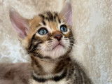 Chatons Bengal Brown à rosettes à réserver