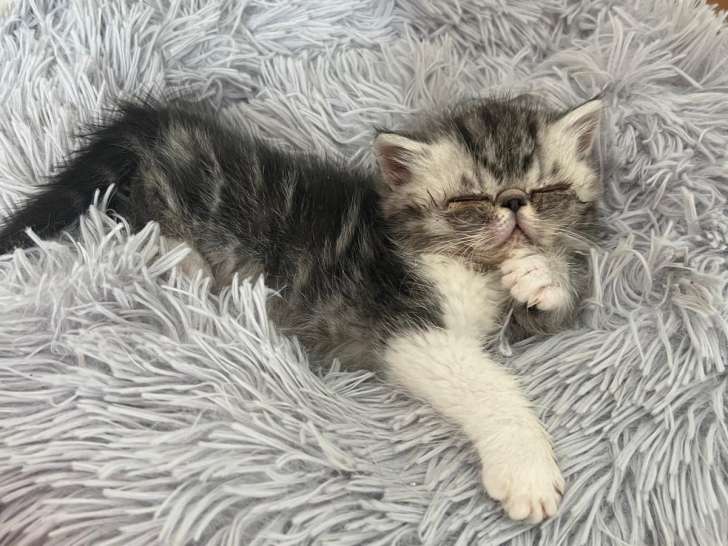 Chaton Persan à vendre
