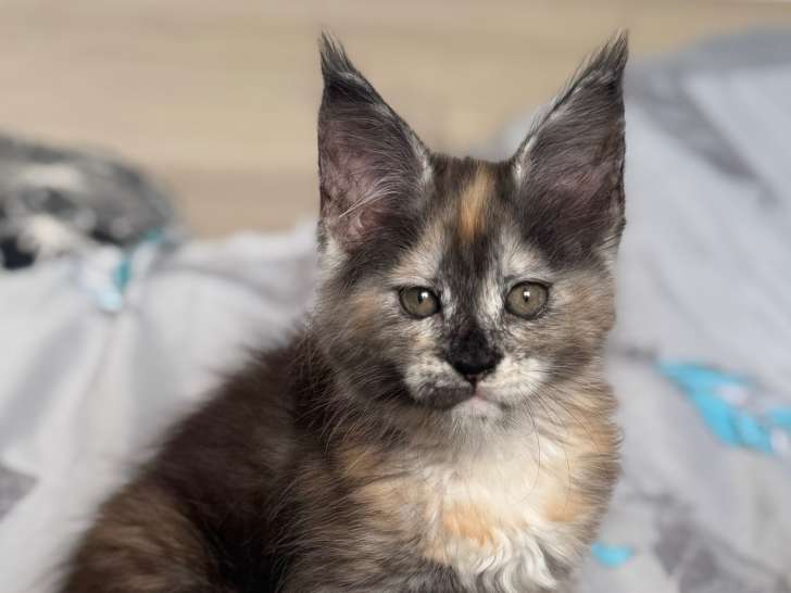 Chatonne Maine Coon LOOF à vendre