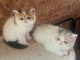 3 chatonnes Persans LOOF à réserver
