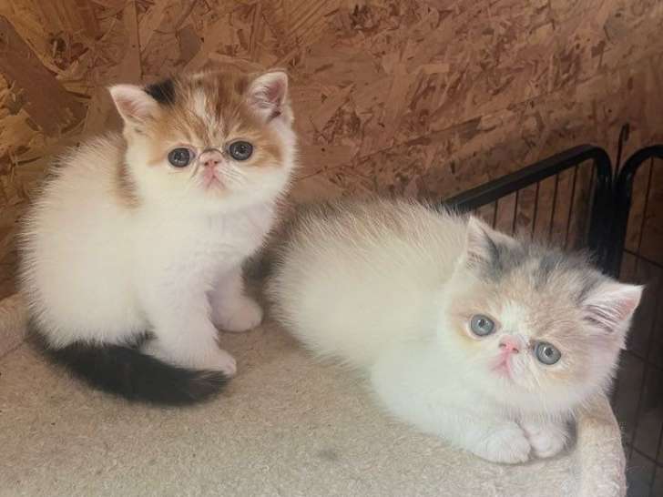 3 chatonnes Persans LOOF à réserver