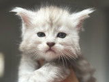 Chaton mâle Maine Coon à réserver (LOOF)