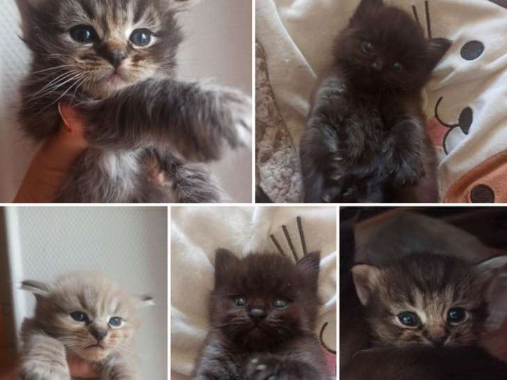 5 chatons mâles Ragdolls LOOF disponibles à la vente