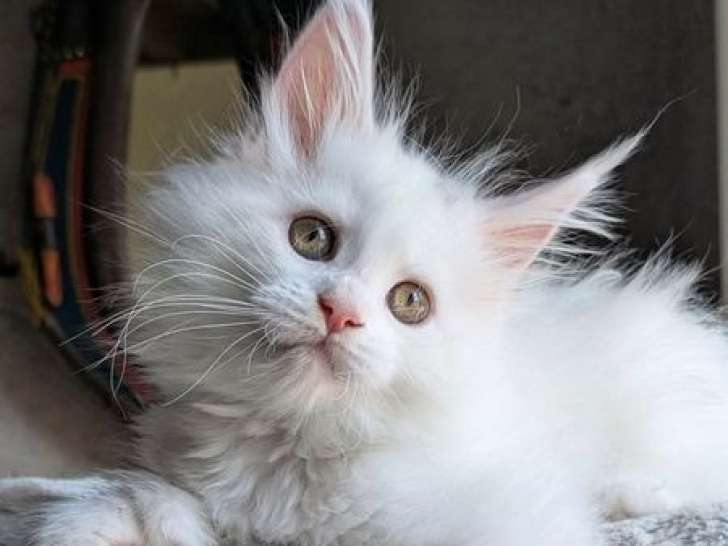 4 chatons Maine Coons disponibles à la réservation (LOOF)