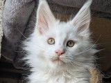 4 chatons Maine Coons disponibles à la réservation (LOOF)