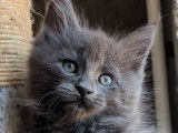 4 chatons Maine Coons disponibles à la réservation (LOOF)
