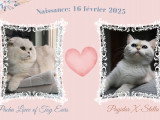 Sublime chatonne Highland Straight LOOF