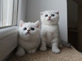 Chatons mâle