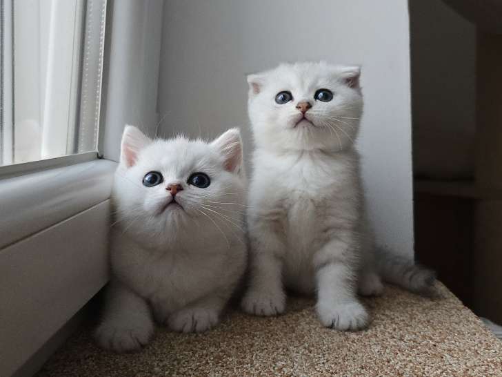 Chatons mâle
