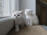 Chatons femelle