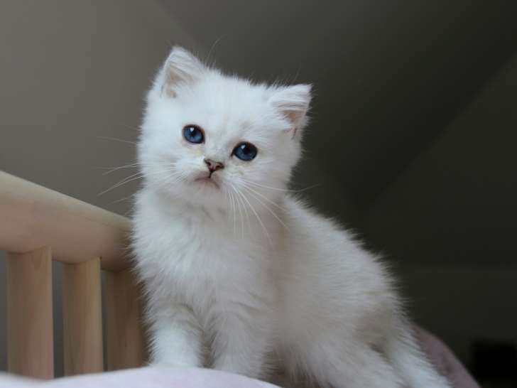 Chaton Scottish Straight aux yeux bleus à vendre