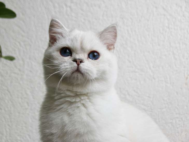 Chaton Scottish Straight aux yeux bleus