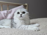 Magnifique chaton Scottish Fold