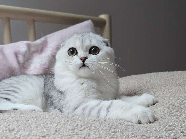 Magnifique chaton Scottish Fold
