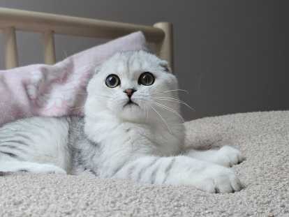 Magnifique chaton Scottish Fold