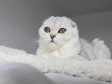Magnifique chaton Scottish Fold