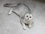 Magnifique chaton Scottish Fold