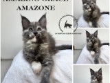 À réserver 2 chatonnes Maine Coons LOOF