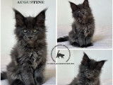 À réserver 2 chatonnes Maine Coons LOOF