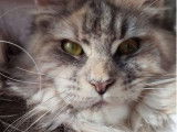 À réserver 2 chatonnes Maine Coons LOOF