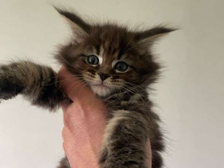 À réserver une chatonne Maine Coon LOOF brown tabby