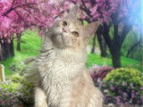 À vendre un chaton Maine Coon mâle red silver (LOOF)