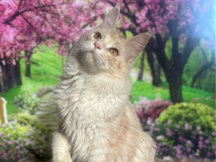 À vendre un chaton Maine Coon mâle red silver (LOOF)