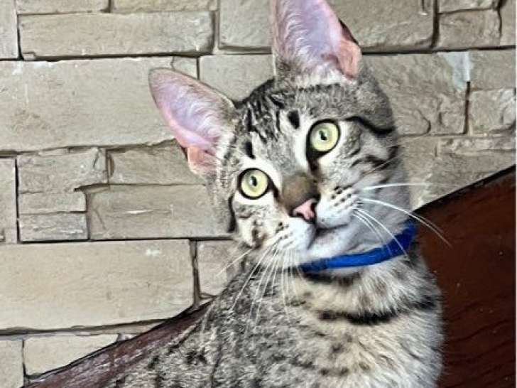 2 chatons Savannah F5 mâles LOOF disponibles à l’achat