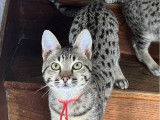 2 chatons Savannah F5 mâles LOOF disponibles à l’achat