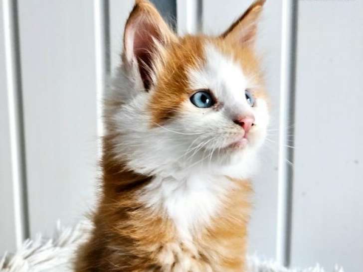 2 chatons Maine Coons à réserver (LOOF)