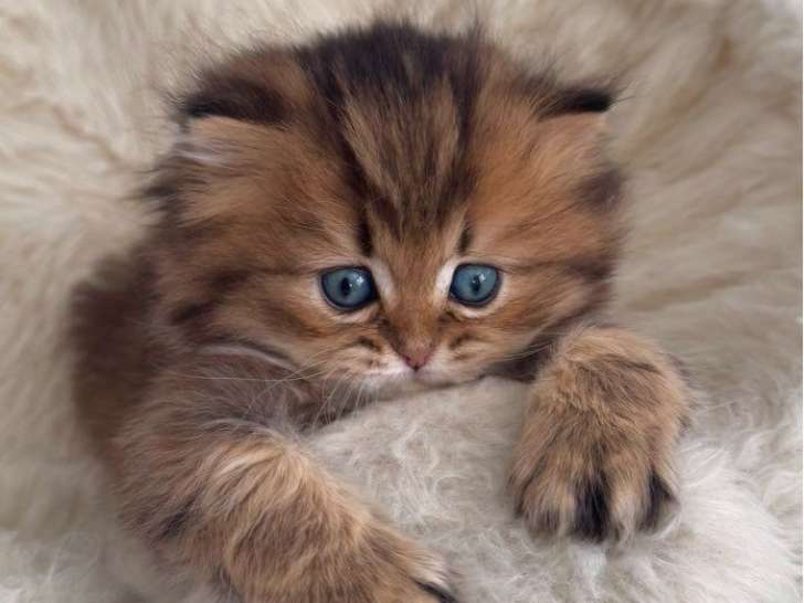 Une chatonne British Longhair black shaded LOOF à réserver