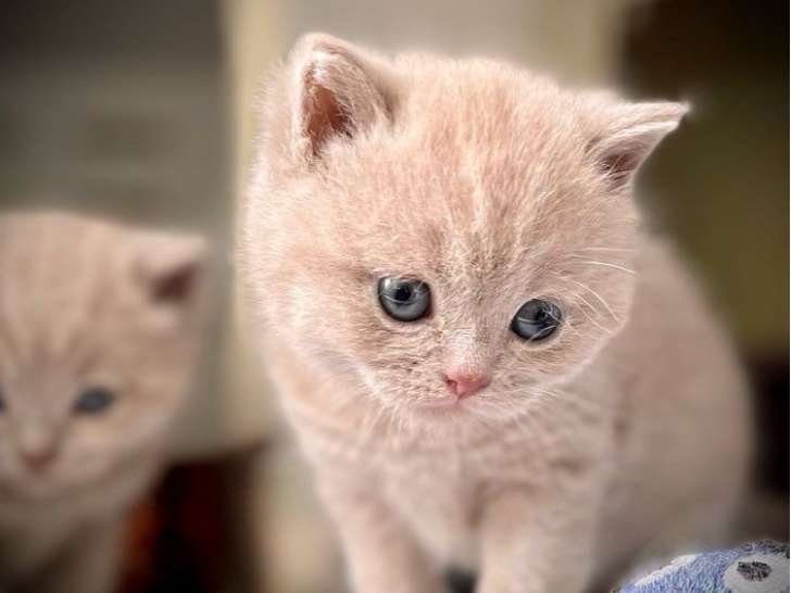3 chatonnes British Shorthair LOOF couleur lilas à réserver