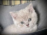 3 chatonnes British Shorthair LOOF couleur lilas à réserver