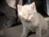 3 chatonnes British Shorthair LOOF couleur lilas à réserver