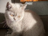 3 chatonnes British Shorthair LOOF couleur lilas à réserver