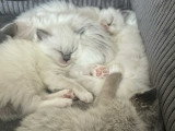 2 femelles Ragdoll à vendre