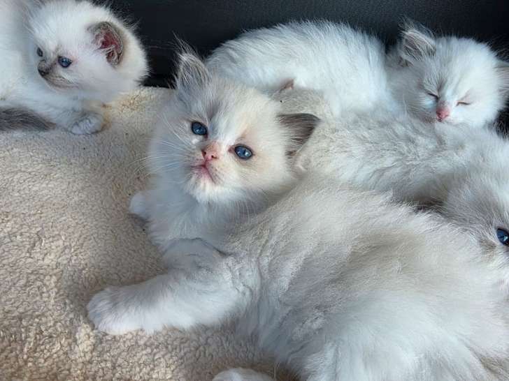 Une chatonne Ragdoll LOOF disponible à la réservation