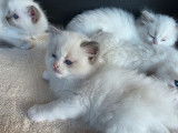 Une chatonne Ragdoll LOOF disponible à la réservation