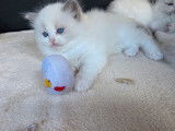 Une chatonne Ragdoll LOOF disponible à la réservation