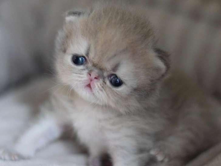 À réserver 3 chatons Persans colorpoint (LOOF)