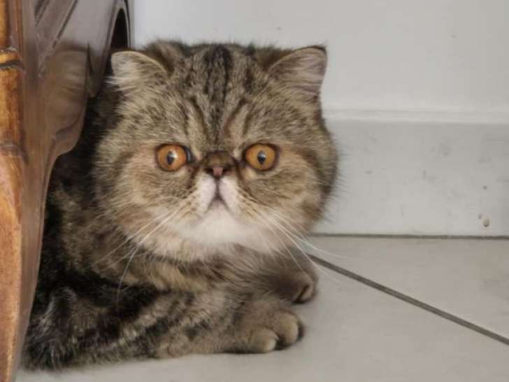 Une chatte Exotic Shorthair LOOF de 2 ans brown tabby disponible à la vente