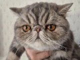 À vendre une chatte Exotic Shorthair bleu tabby LOOF d’un an