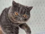Un chaton mâle Exotic Shorthair bleu LOOF disponible à l’achat