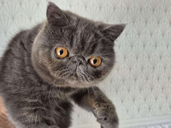 Un chaton mâle Exotic Shorthair bleu LOOF disponible à l’achat