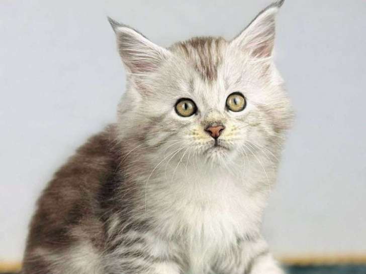 À réserver 5 chatons Maine Coons LOOF